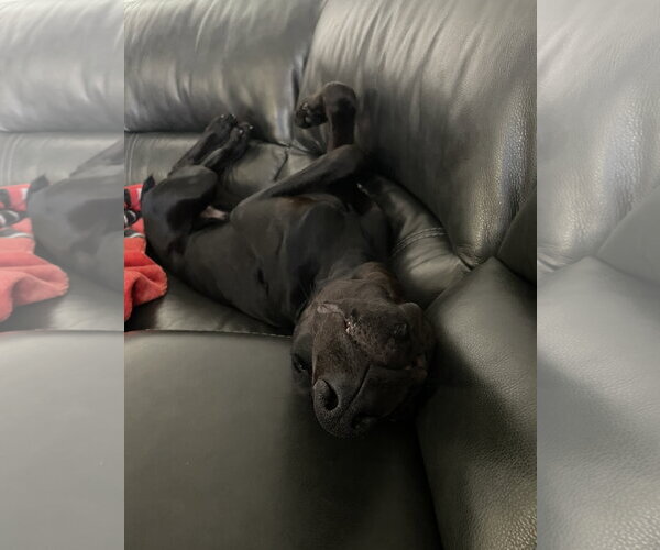 Medium Photo #16 Doberman Pinscher Puppy For Sale in Buffalo, MN, USA
