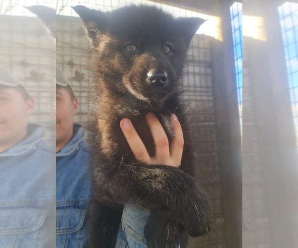 View Ad Wolf Hybrid Litter of Puppies for Sale near Ohio, DALTON, USA