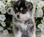 Small #4 Pomsky