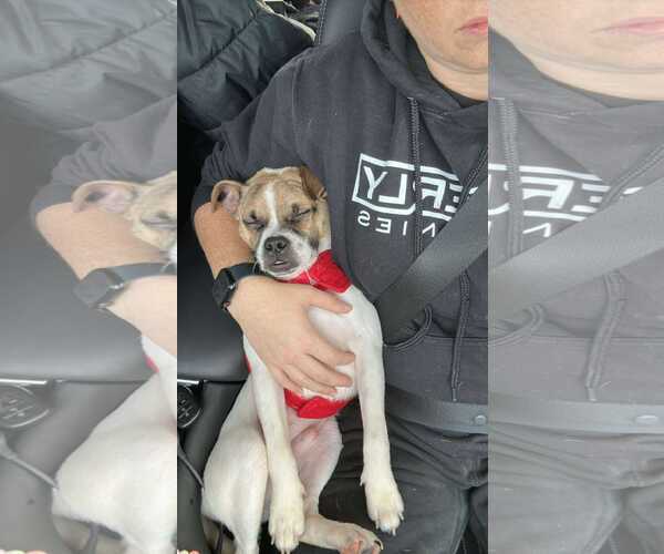 Medium Photo #10 Pug-Unknown Mix Puppy For Sale in Sheboygan, WI, USA