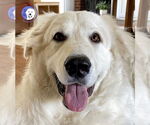 Small #8 Great Pyrenees