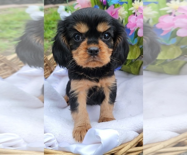 Medium Photo #1 Cavalier King Charles Spaniel Puppy For Sale in GOBLES, MI, USA