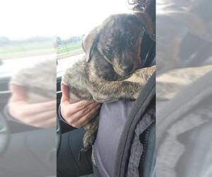 Plott Hound-Unknown Mix Dogs for adoption in Houston, TX, USA