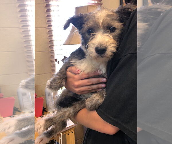 Medium Photo #1 Mutt Puppy For Sale in Amarillo, TX, USA