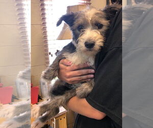 Mutt Dogs for adoption in Amarillo, TX, USA