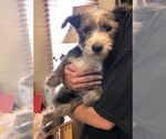Small Mutt