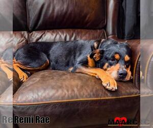 Rottweiler-Unknown Mix Dogs for adoption in Maryville, TN, USA