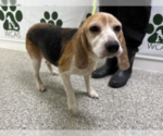 Small #4 Beagle