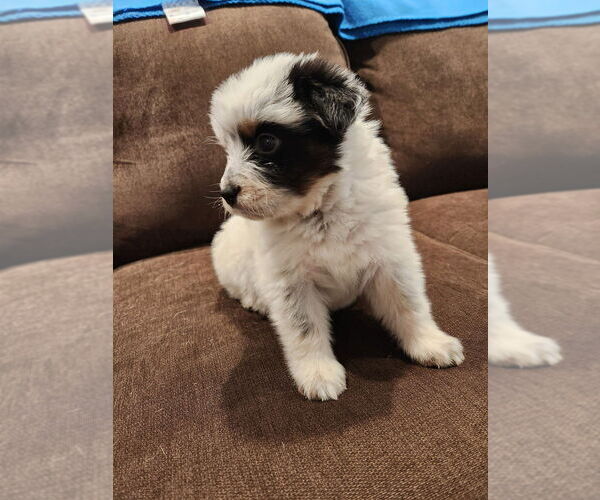 Medium Photo #1 Mutt Puppy For Sale in Mooresville, NC, USA