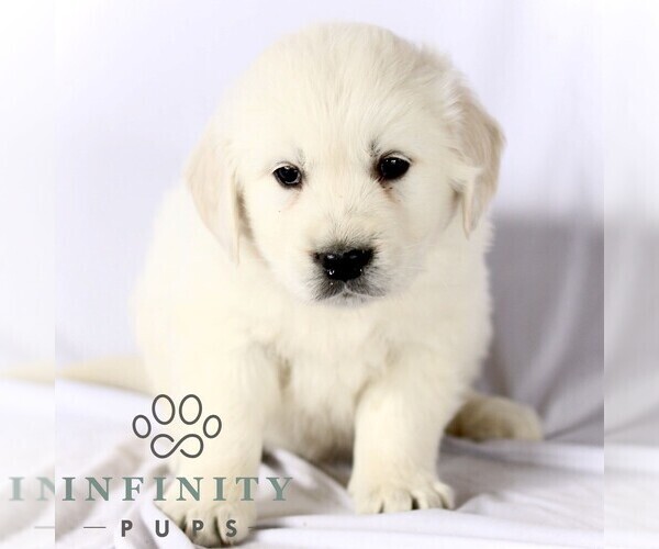 Medium Photo #1 English Cream Golden Retriever Puppy For Sale in GORDONVILLE, PA, USA