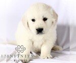 Small English Cream Golden Retriever