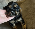 Small Photo #1 Cocker Spaniel Puppy For Sale in COLBERT, GA, USA