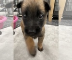 Small Photo #97 Belgian Malinois Puppy For Sale in REESEVILLE, WI, USA