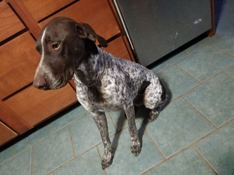 Medium Photo #1 German Shorthaired Pointer Puppy For Sale in WHITNEY POINT, NY, USA