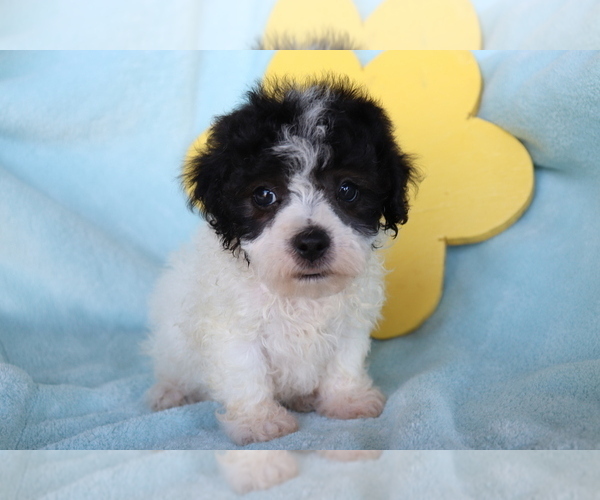 Medium Photo #1 Bichpoo Puppy For Sale in SHILOH, OH, USA