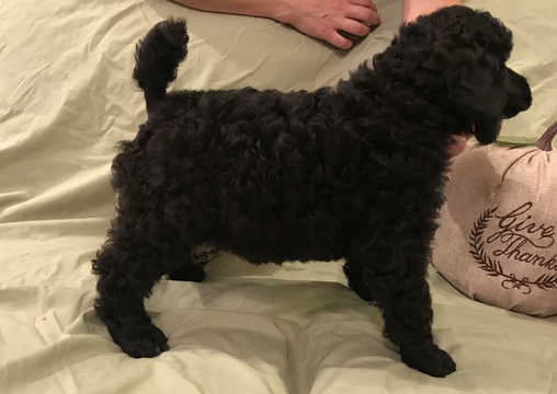 Medium Photo #1 Poodle (Standard) Puppy For Sale in AMARILLO, TX, USA
