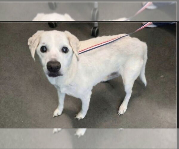 Medium Photo #2 Cheagle Puppy For Sale in Winston Salem, NC, USA