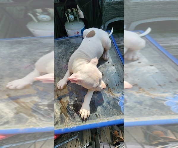 Medium Photo #8 American Bully Puppy For Sale in HARRISBURG, PA, USA
