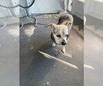 Small Photo #2 Chihuahua Puppy For Sale in Plantation, FL, USA