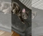 Small Photo #53 French Bulldog Puppy For Sale in NEWARK, NJ, USA