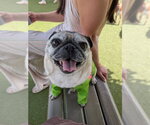 Small Pug