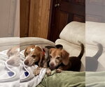 Small #2 Beagle