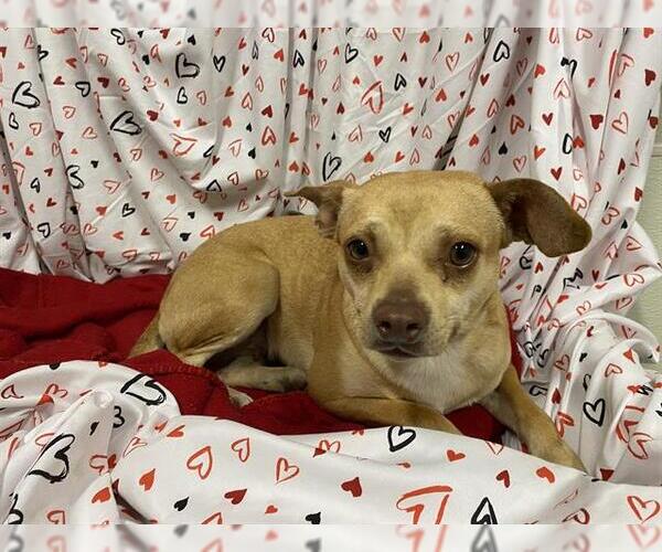 Medium Photo #1 Chihuahua-Unknown Mix Puppy For Sale in Modesto, CA, USA