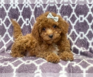 Cavapoo-Poodle (Miniature) Mix Puppy for sale in LAKELAND, FL, USA