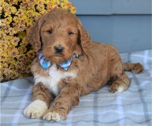 Medium Goldendoodle