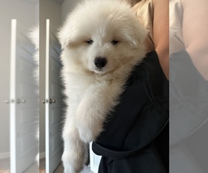 Samoyed Puppy for sale in FORNEY, TX, USA