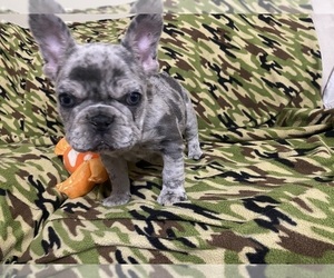 French Bulldog Puppy for Sale in CEDAR BLUFF, Alabama USA