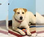 Small Red Heeler-Siberian Husky Mix