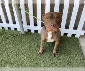 American Pit Bull Terrier Dogs for adoption in Modesto, CA, USA