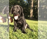 Small Photo #11 Labrador Retriever Puppy For Sale in WACO, GA, USA
