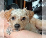 Small #1 Mutt