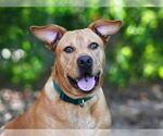 Small Labrador Retriever Mix