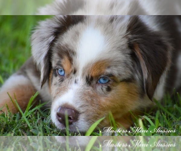 Medium Photo #2 Australian Shepherd Puppy For Sale in EASTON, MO, USA