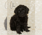 Puppy Cleo Goldendoodle (Miniature)