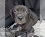 Small #2 Labrador Retriever Mix