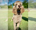 Small #3 Poodle (Standard)