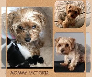 Mother of the Yorkshire Terrier puppies born on 06/06/2022