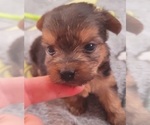 Small Photo #360 Yorkshire Terrier Puppy For Sale in AKRON, OH, USA