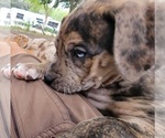 Small Photo #23 Catahoula Bulldog Puppy For Sale in MIAMI BEACH, FL, USA