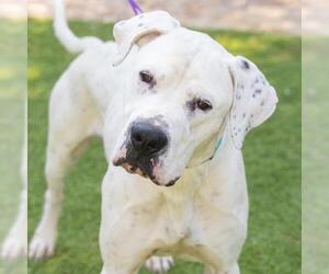 Dogo Argentino Dogs for adoption in Camarillo, CA, USA