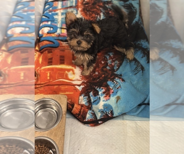 Medium Photo #5 Yorkshire Terrier Puppy For Sale in NORFOLK, VA, USA