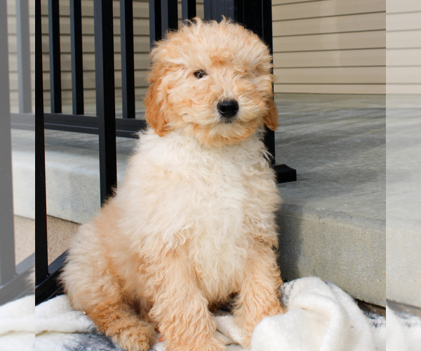 Medium Photo #5 Goldendoodle-Poodle (Miniature) Mix Puppy For Sale in STRASBURG, PA, USA