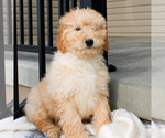 Small Photo #5 Goldendoodle-Poodle (Miniature) Mix Puppy For Sale in STRASBURG, PA, USA