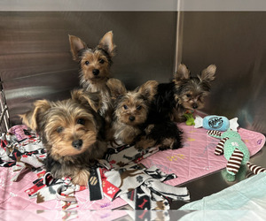 Yorkshire Terrier Puppy for sale in VALRICO, FL, USA