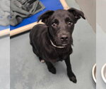 Small #1 Labrador Retriever Mix