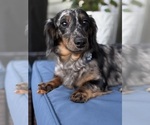 Small #7 Dachshund